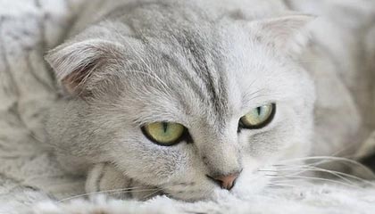 得知帕瓦尔加盟马赛，卢卡斯：我的朋友，你对我做了什么啊